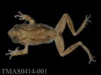 藏品(艾氏樹蛙)的圖片